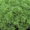 Ella - Dill Seed