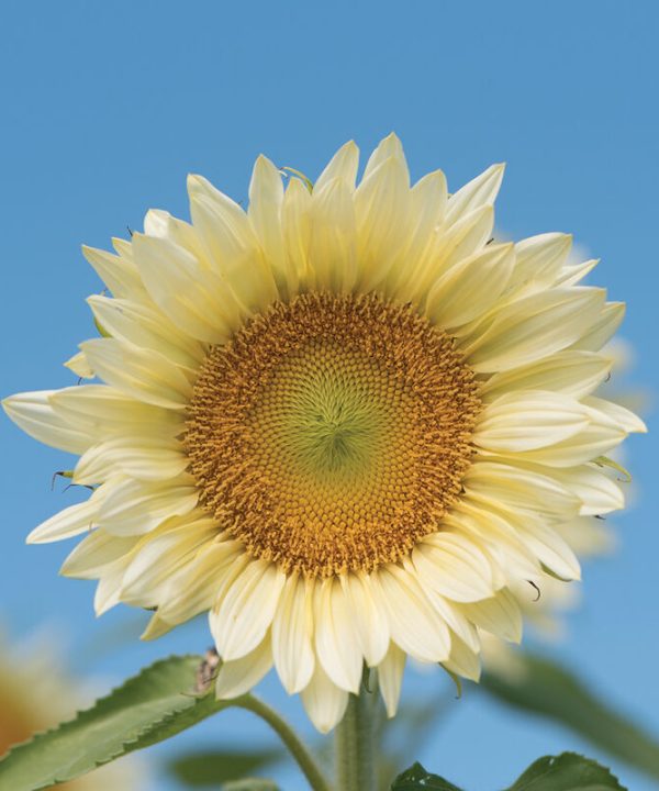 ProCutWhite Lite - (F1) Sunflower Seed