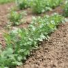Leisure - Cilantro/Coriander Seed