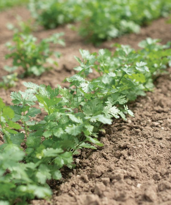 Leisure - Cilantro/Coriander Seed