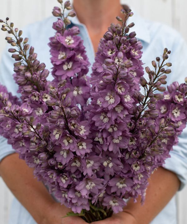 Magic Fountains Lilac Pink White Bee - Delphinium Seed
