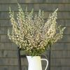Café Crème - Digitalis Seed