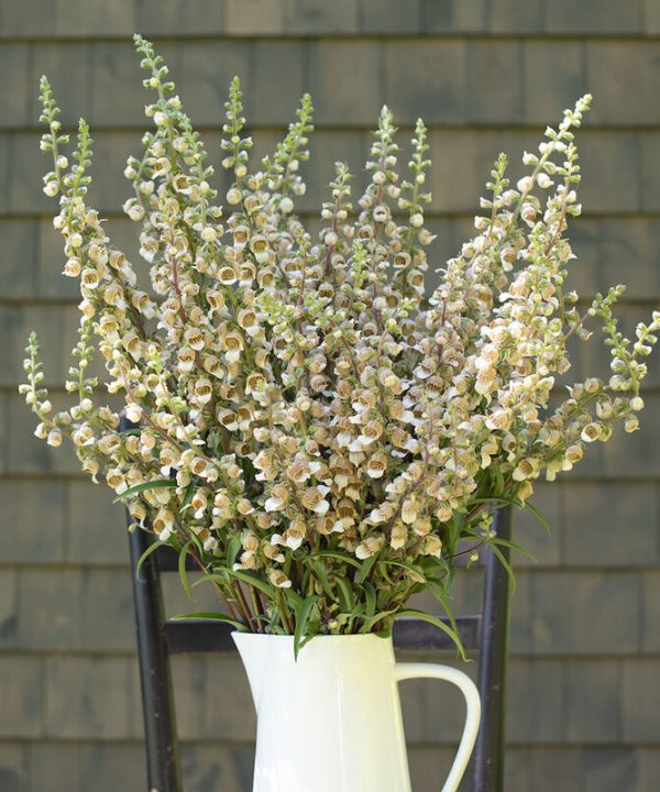 Café Crème - Digitalis Seed