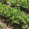 Cruiser - Organic Cilantro/Coriander Seed