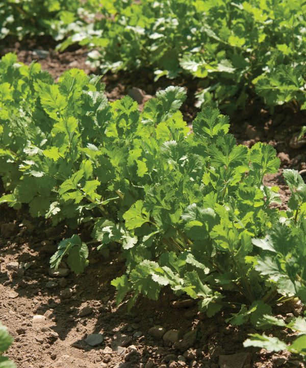 Cruiser - Organic Cilantro/Coriander Seed