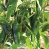 Jalafuego - Organic (F1) Jalapeño Pepper Seed