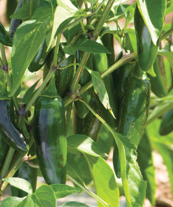 Jalafuego - Organic (F1) Jalapeño Pepper Seed