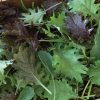 Kalebration Kale Mix - Organic Vegetable Seed