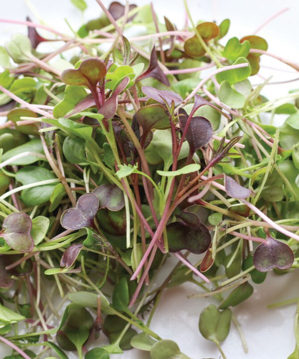 Kale, Kalefetti Mix - Organic Microgreen Seed