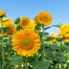ProCutGold Lite DMR - (F1) Sunflower Seed