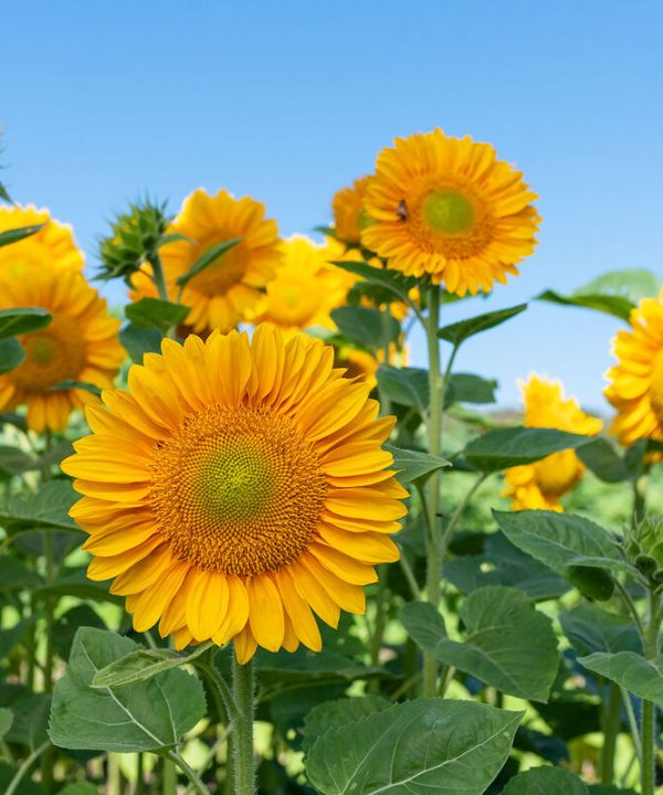ProCutGold Lite DMR - (F1) Sunflower Seed
