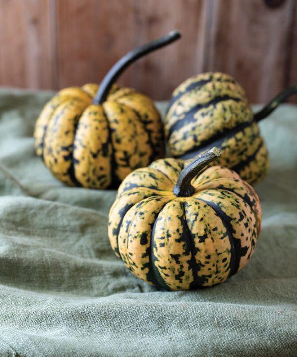 Honey Bun - (F1) Acorn Squash Seed