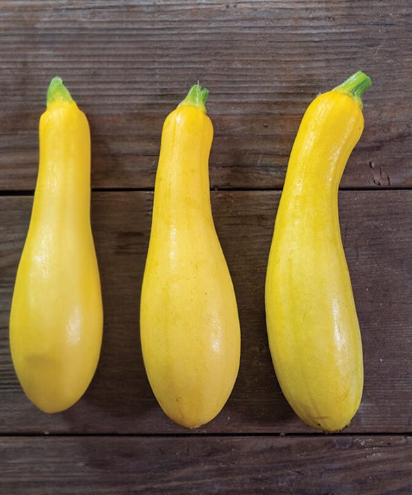 Butterfingers - Organic (F1) Yellow Summer Squash Seed