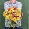 Queeny Formula Mix - Zinnia Seed