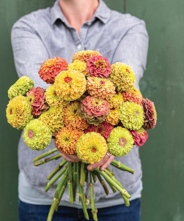 Queeny Formula Mix - Zinnia Seed