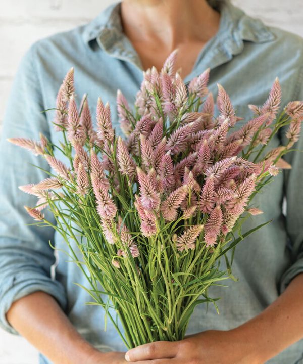 Flamingo Feather - Celosia Seed