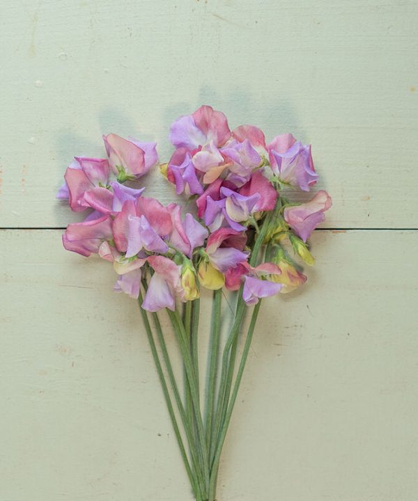 Enchanté - Sweet Pea Seed