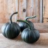 Black Bear - (F1) Pumpkin Seed