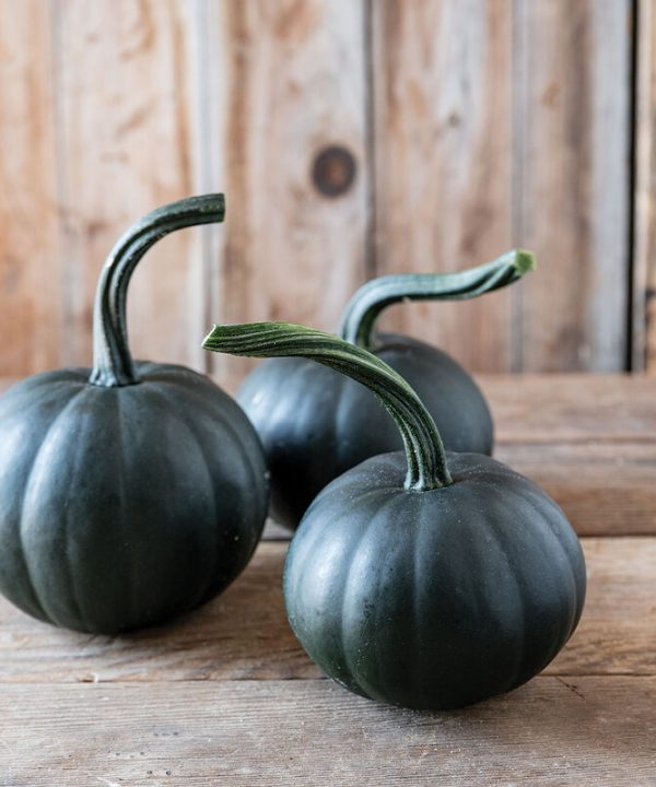Black Bear - (F1) Pumpkin Seed