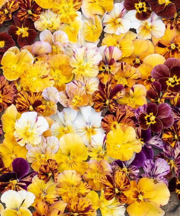 Brush Strokes - Viola Seed