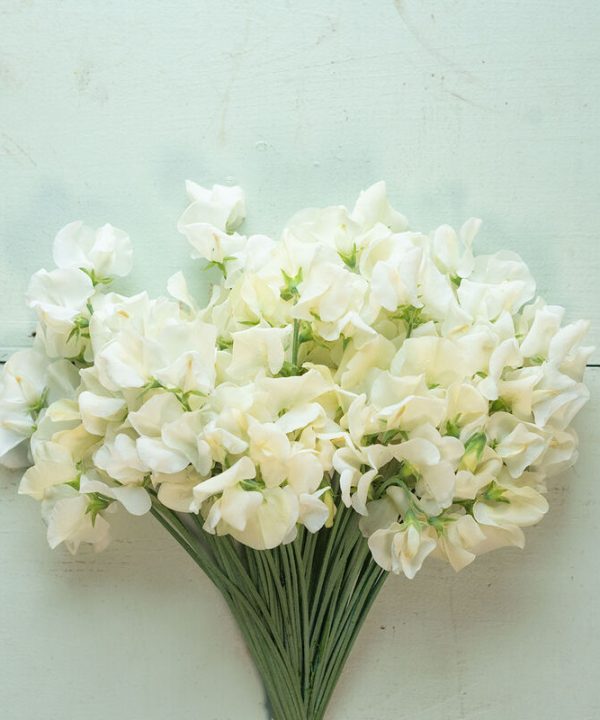 Spencer Ice Cream - Sweet Pea Seed