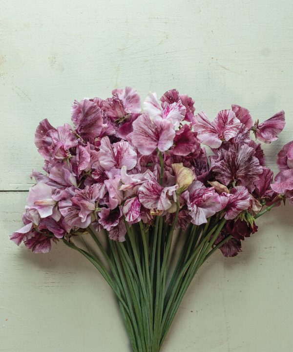 Streamers Chocolate - Sweet Pea Seed