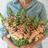 Dalmatian Peach -(F1) Digitalis Seed