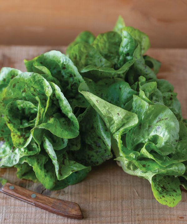 Kolibri - Organic Lettuce Seed