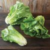 Sunland -Romaine Seeds