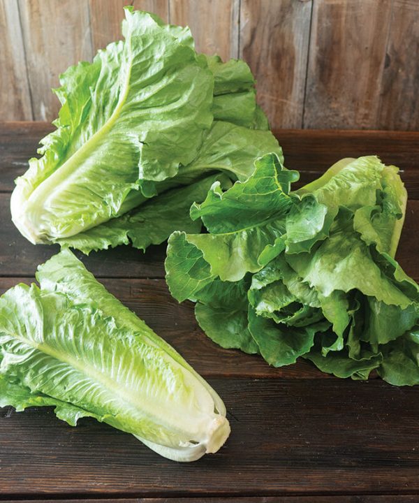 Sunland -Romaine Seeds