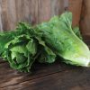 Chalupa - Organic Romaine Lettuce Seeds