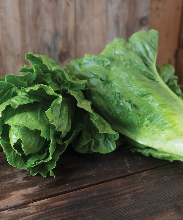 Chalupa - Organic Romaine Lettuce Seeds