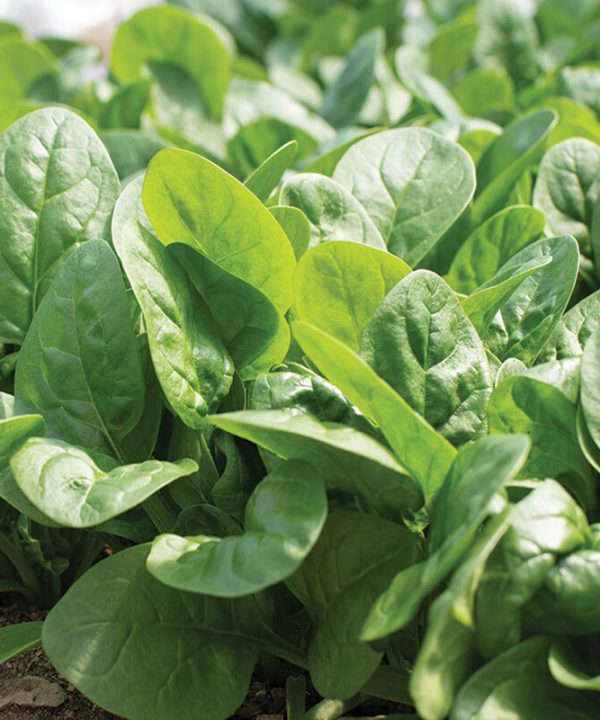 Rangitoto - (F1) Spinach Seed