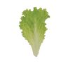Marilisa - Organic Lettuce Seed