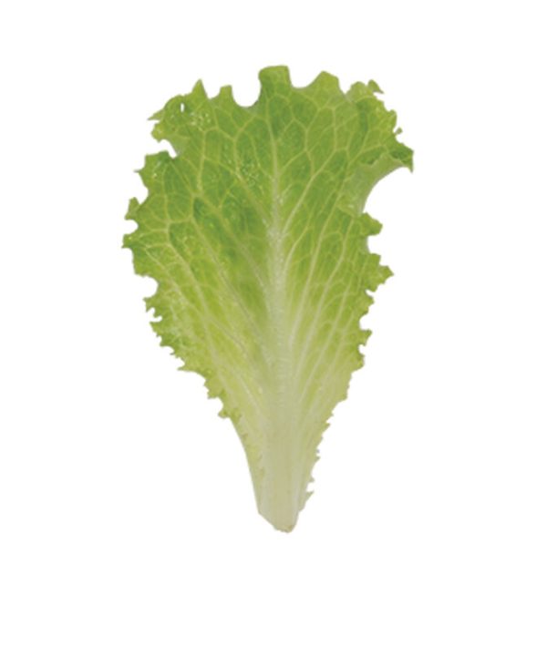 Marilisa - Organic Lettuce Seed