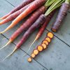 Purple Star -Purple Carrot Seeds
