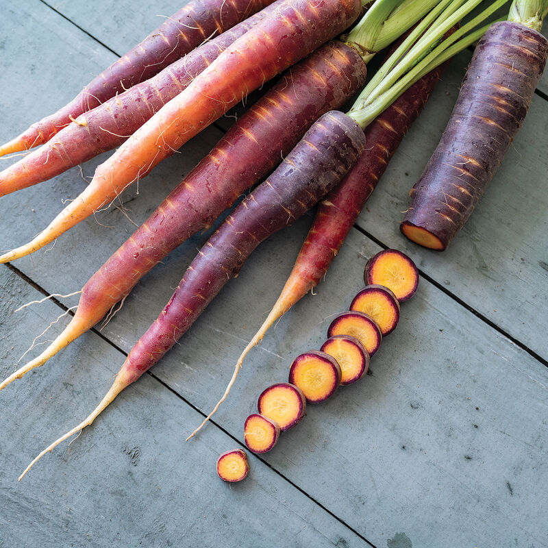 Purple Star -Purple Carrot Seeds