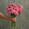 Barcelona Pink - Dianthus Seed