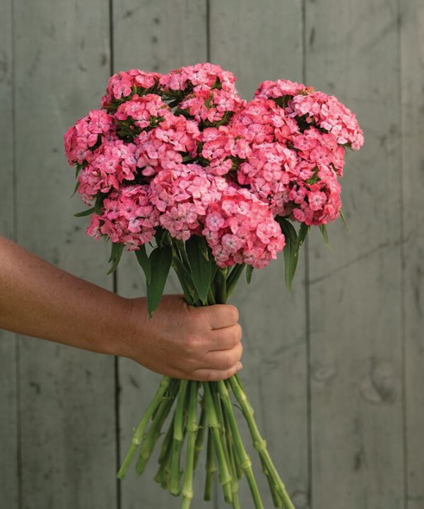 Barcelona Pink - Dianthus Seed