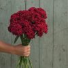 Barcelona Red - Dianthus Seed