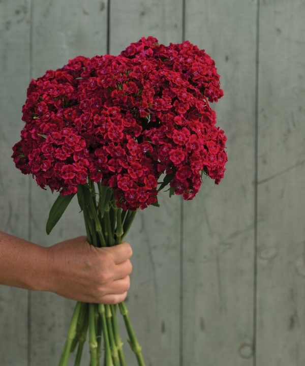 Barcelona Red - Dianthus Seed