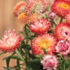 King Size Salmon - Strawflower Seed