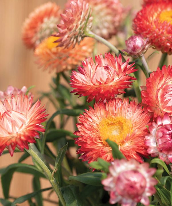 King Size Salmon - Strawflower Seed