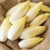 Bingo - Endive Seed