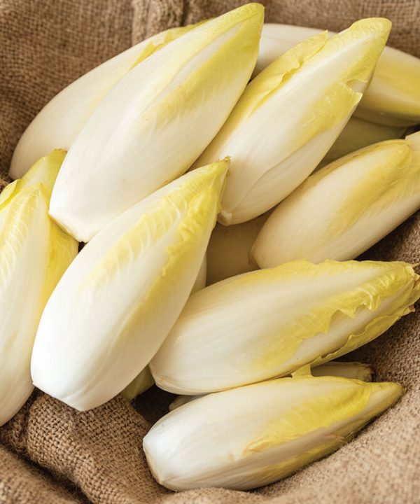 Bingo - Endive Seed