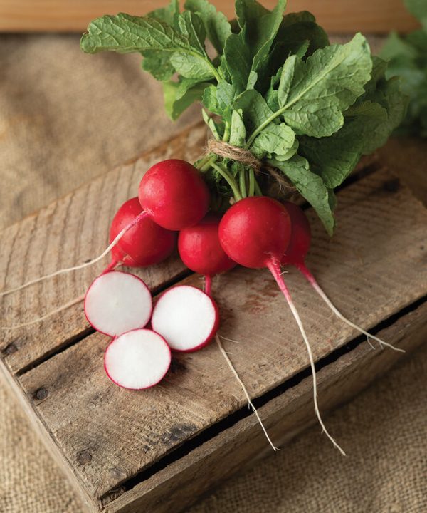 Donato - (F1) Radish Seed