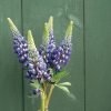 The Governor - Lupine Seed