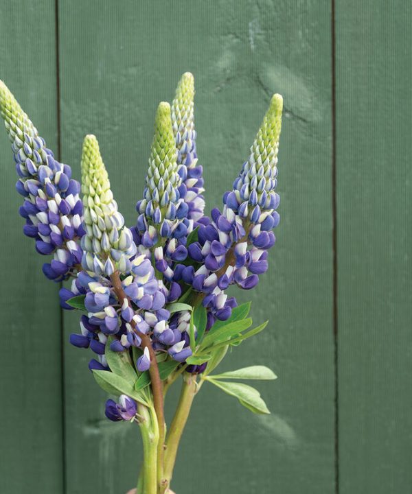 The Governor - Lupine Seed