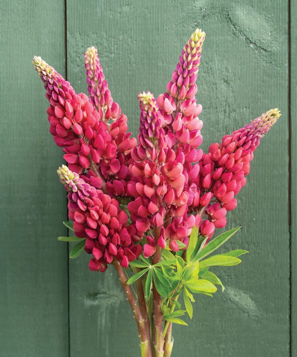 My Castle - Lupine Seed