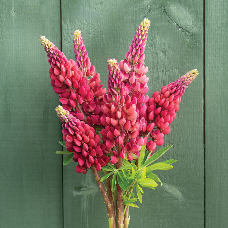 thumbnail image 2 of How To Harvest Lupine Seeds - Pro Tips For Sowing Or Eating | Homes And 2 of 14